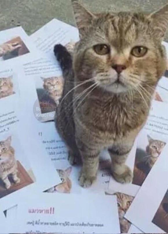 Кошак пришёл с 21-часовой прогулки и застал своего хозяина за тем, что он делал объявления о его пропаже