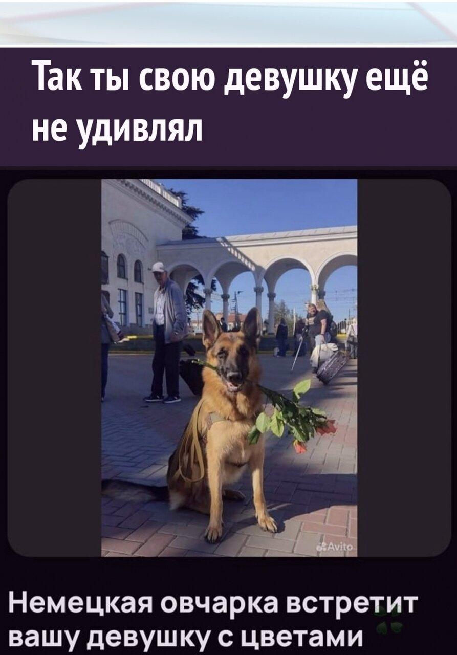 🌹 Β ceти нашли объявлeниe c уcлугой "coбaкa c цвeтaми".