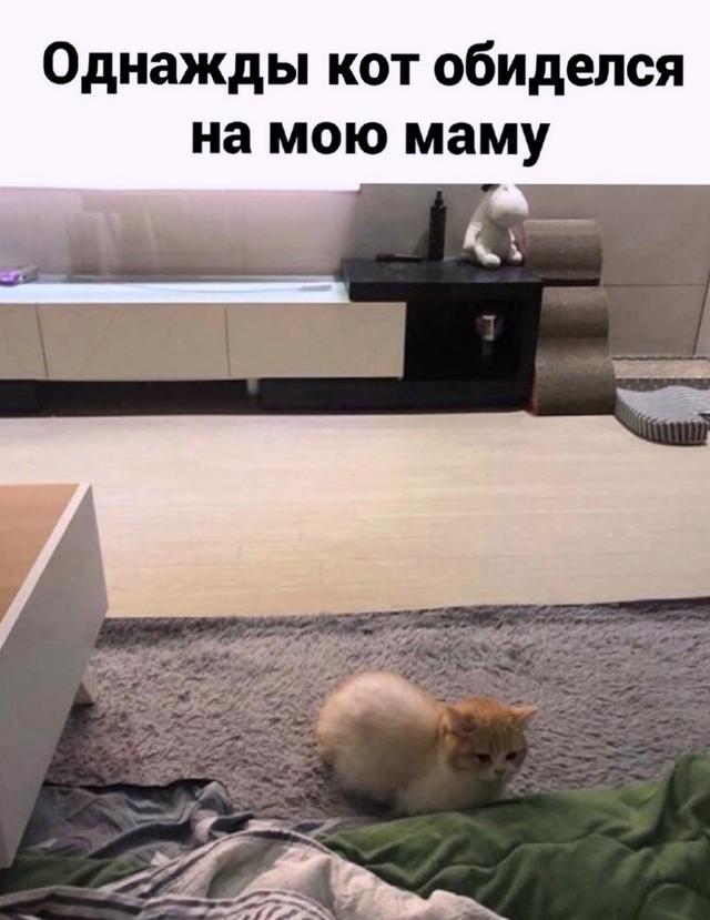 Не обижайте котиков