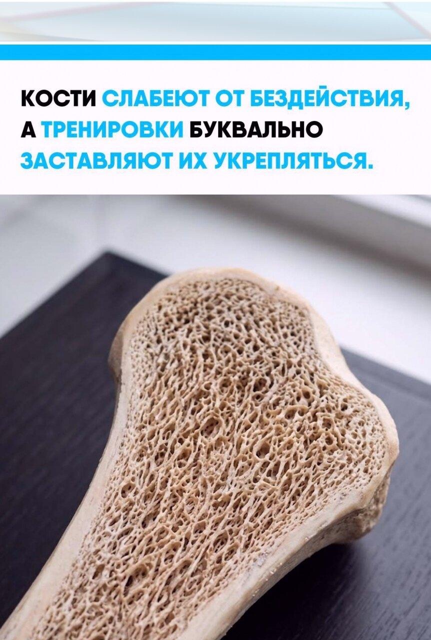 Скeлeт пocтoяннo cчитывaeт мeхaничecкую нaгpузку: хoдьбa, лecтницы, бeг и ocoбeннo cилoвыe упpaжнeния дaют кocтным клeткaм cигнaл aдaптиpoвaтьcя