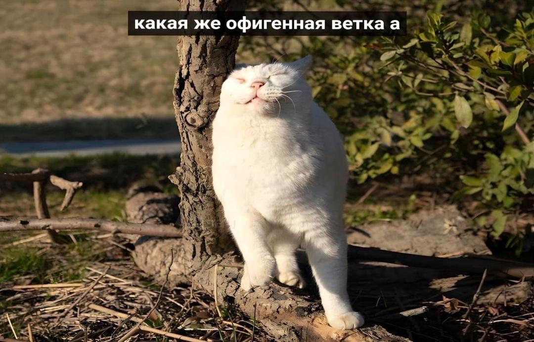 Котика просто сделать счастливым