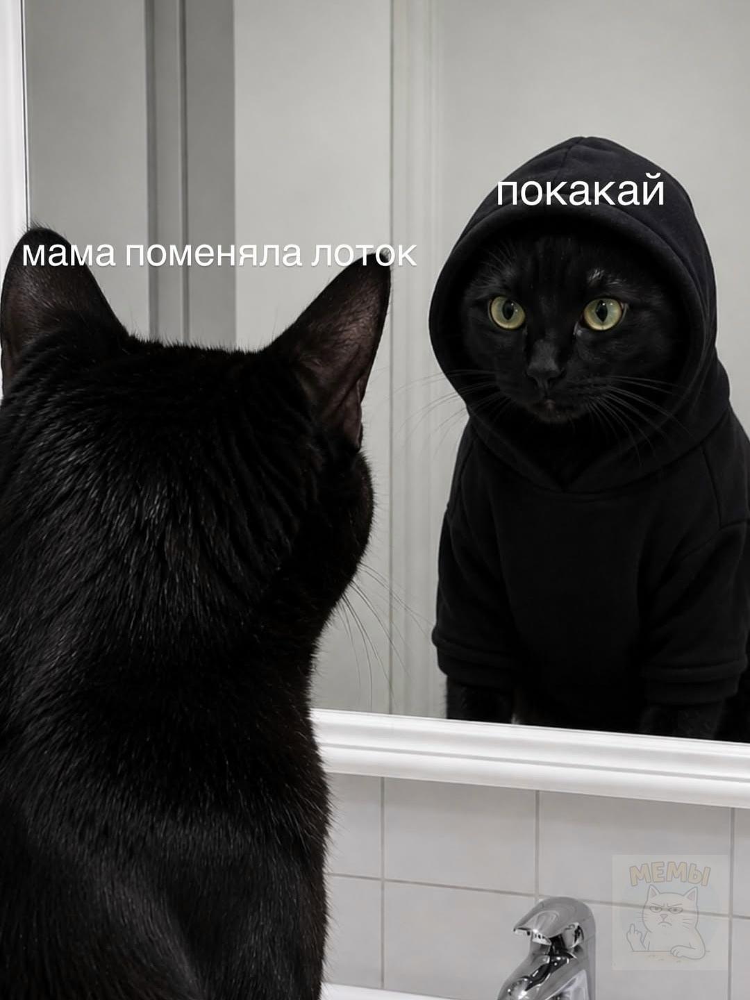 Типичные будни пушистого питомца: