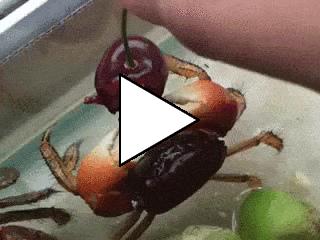 Без комментария