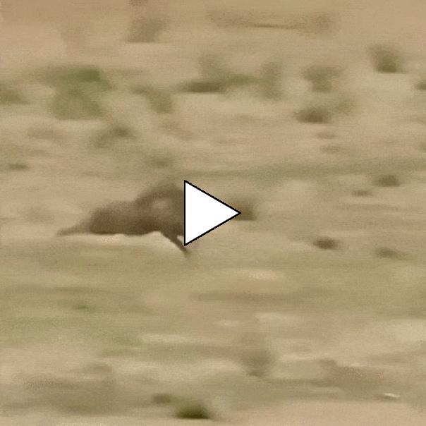 Без комментария