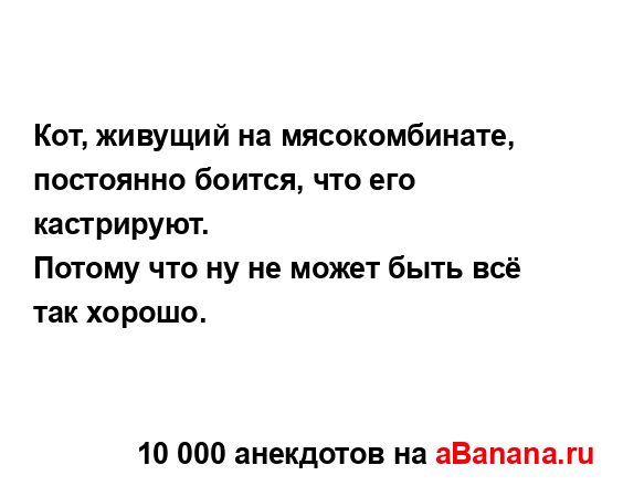 Кот, живущий на мясокомбинате, постоянно боится, что...