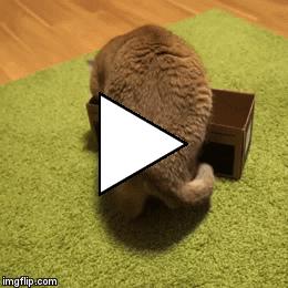 Без комментария