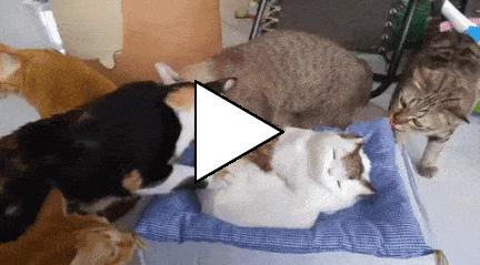 Без комментария