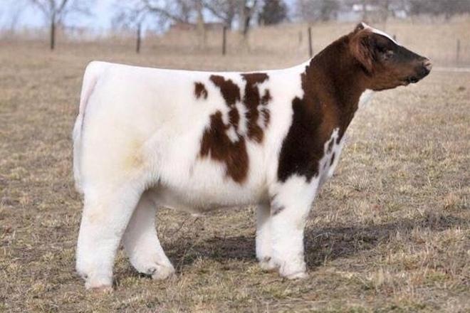 Плюшевая корова - порода, выведенная на ранчо Айовы, которую разводят специально для участия в выставках и продажи любителям экзотики