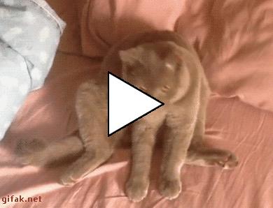 Без комментария