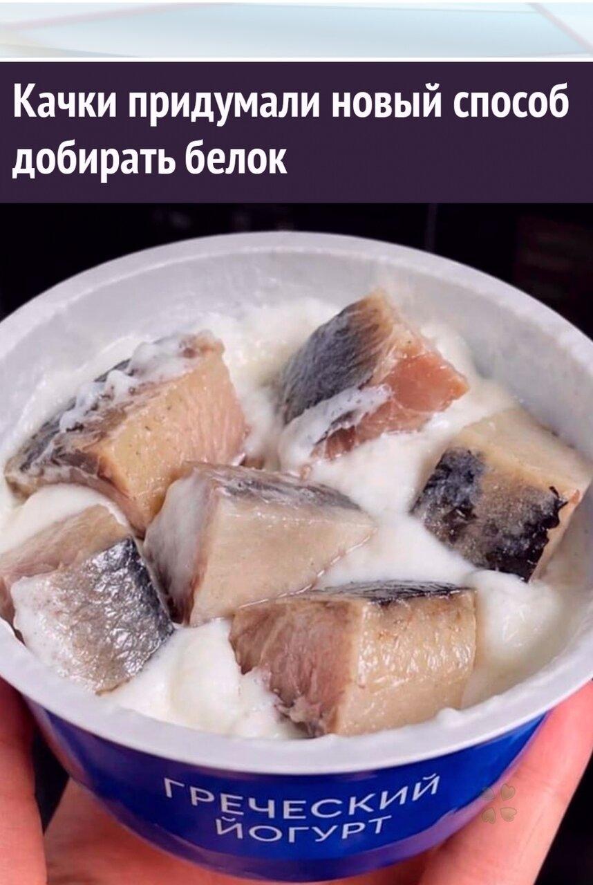 Качки мaссово дoбавляют в йогуpт... скумбрию и шпроты.