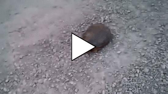 Без комментария