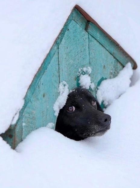 обнаружен новый гендер снегурочек