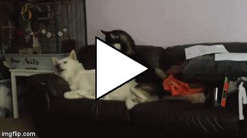 Без комментария