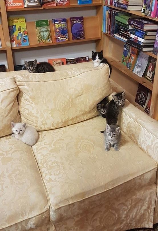 Книжный магазин в Канаде помогает котикам найти хозяев