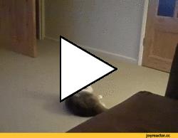 Без комментария