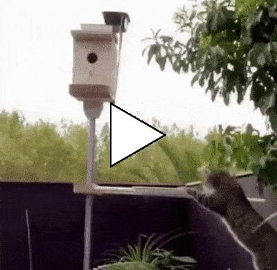 Без комментария