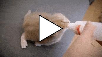 Без комментария