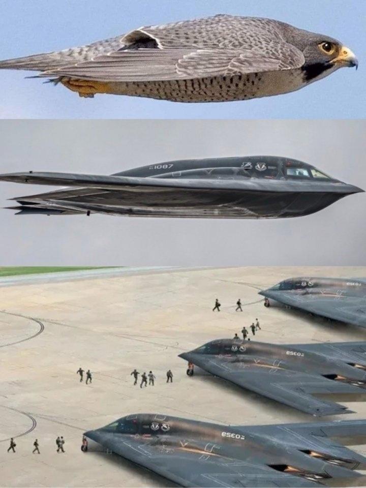 Сокол-Сапсан, самое быстрое живое существо на планете Земля.