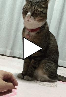 Без комментария