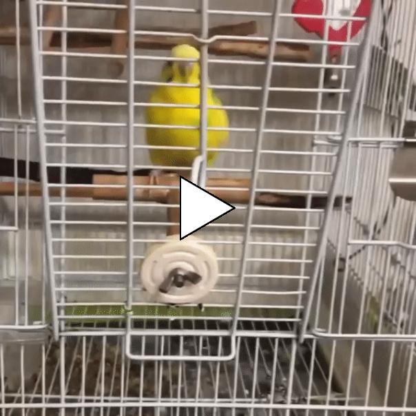 Без комментария