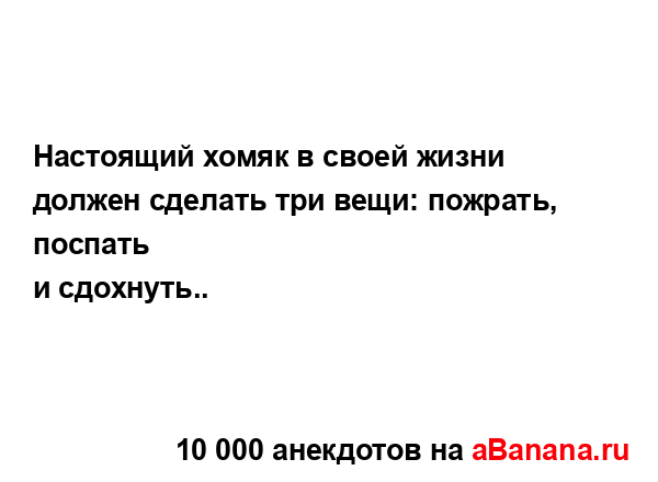 Настоящий хомяк в своей жизни должен сделать три вещи:...