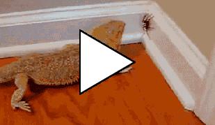 Без комментария