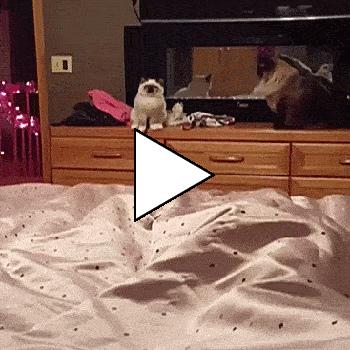 Без комментария