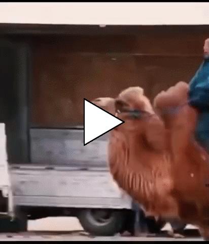 Без комментария