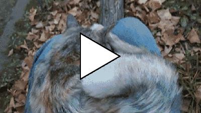 Без комментария