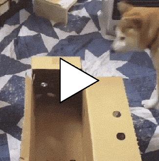 Без комментария