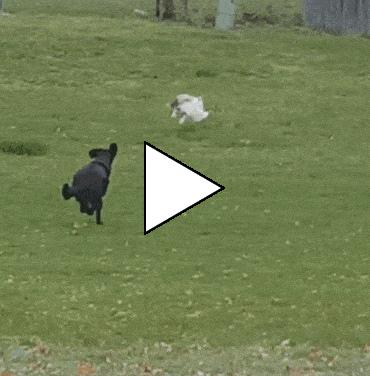 Без комментария