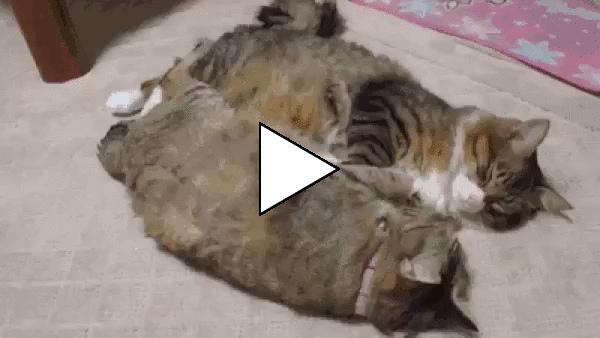 Без комментария