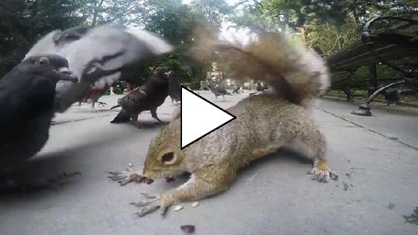 Без комментария