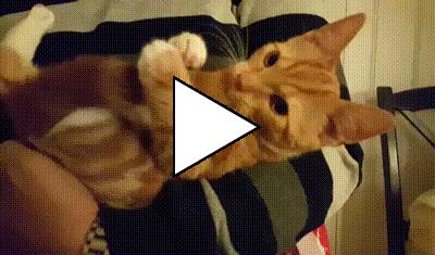 Без комментария