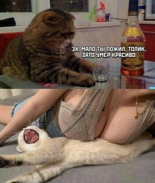 Без комментария