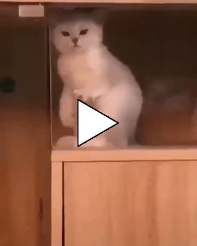 Без комментария