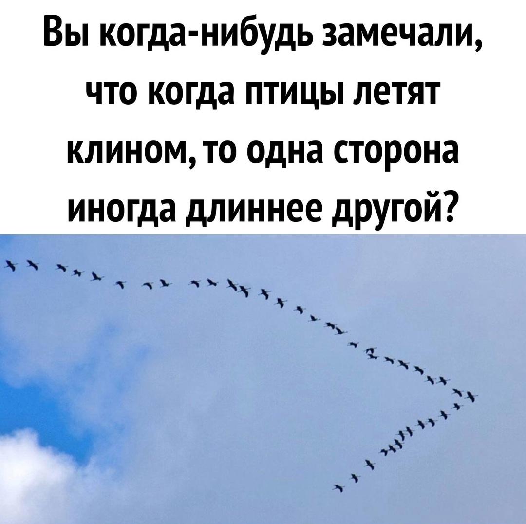 Немного интересных фактов о птицах