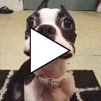 Без комментария