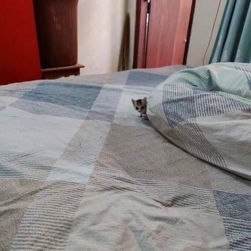 Изображение маленького котёнка&#128062;