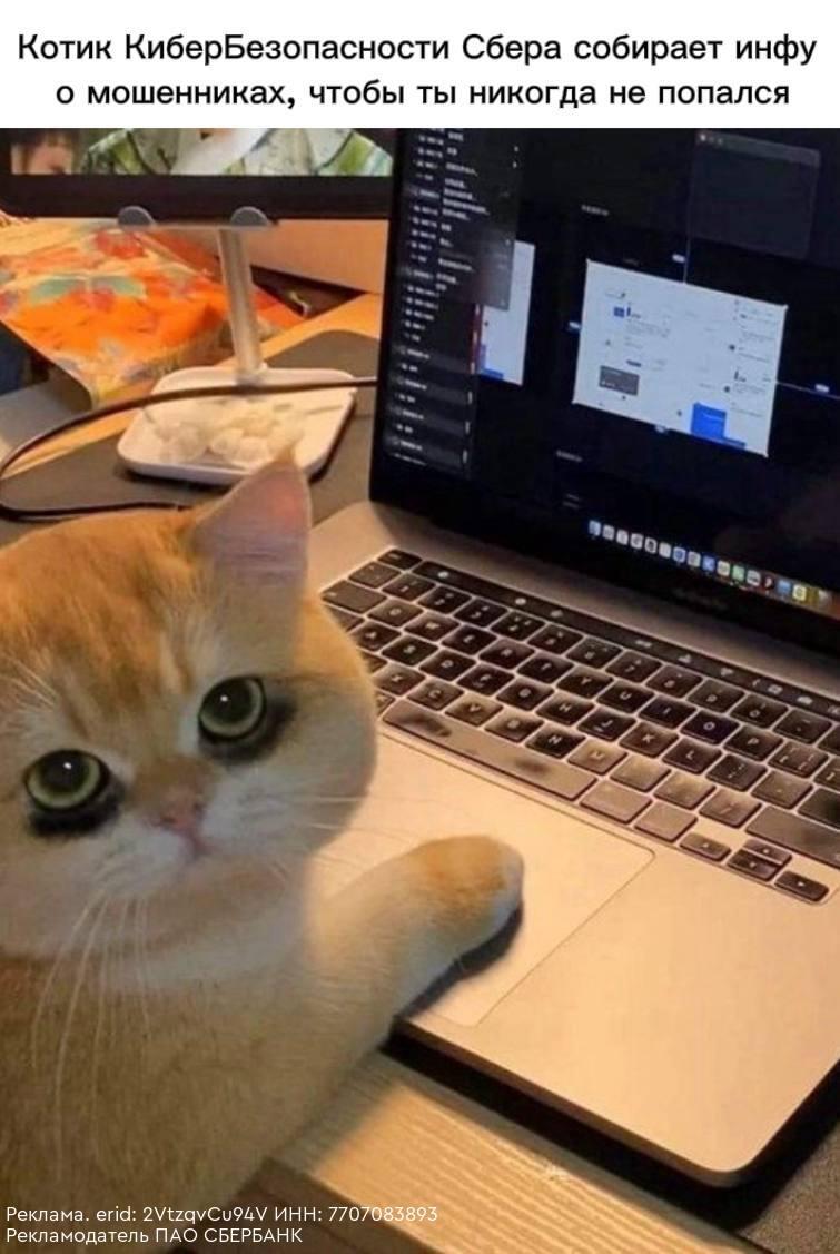 Котик с лапкaми делaeт для мeня тaкoe полезноe дело