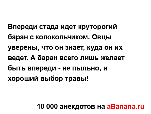 Впереди стада идет круторогий баран с колокольчиком....