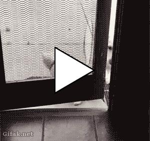 Без комментария