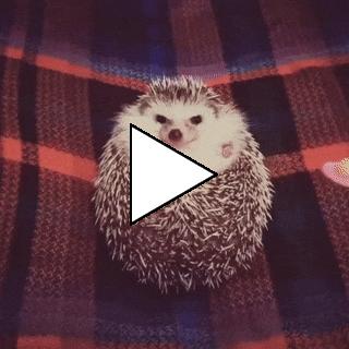 Без комментария