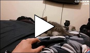 Без комментария