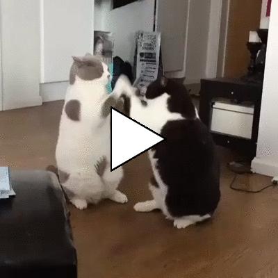 Без комментария