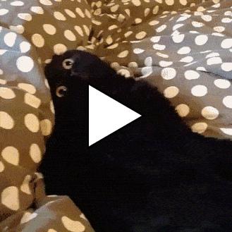 Без комментария