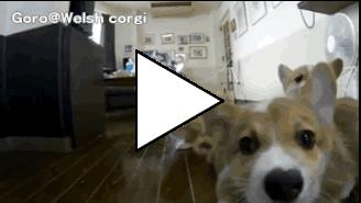 Без комментария