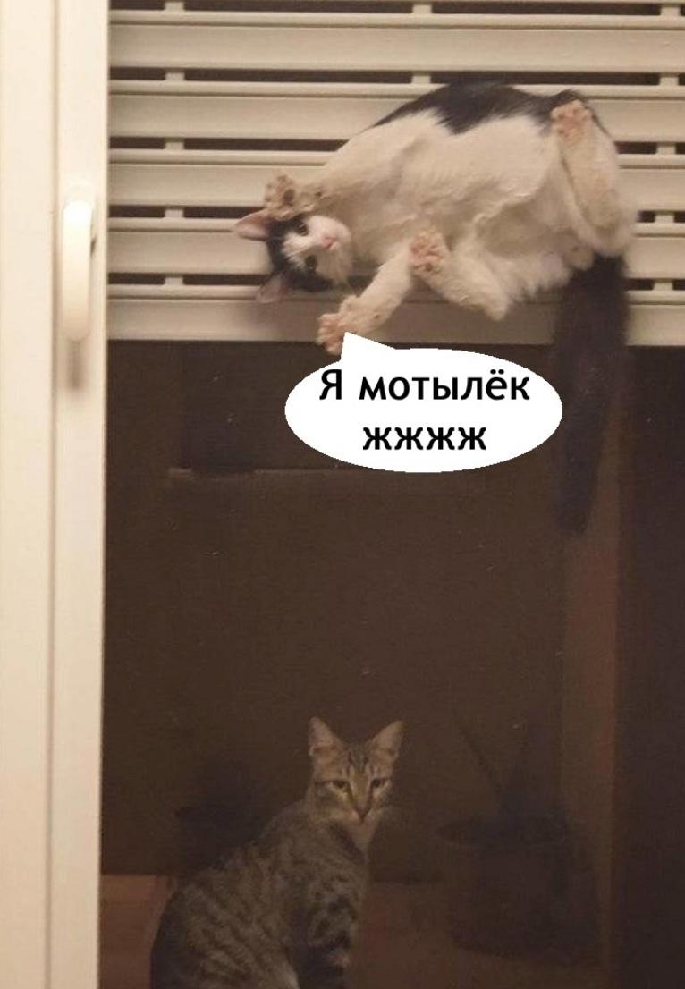 Это прям такая жиза