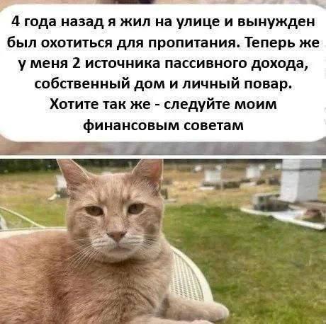 Без комментария