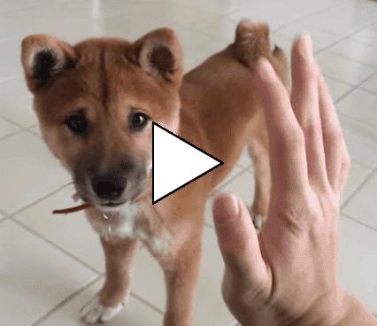 Без комментария